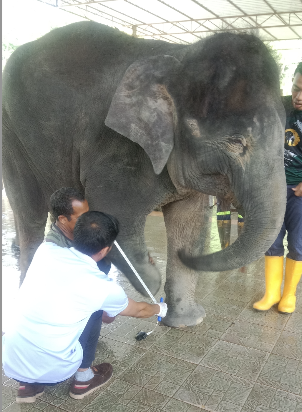 A young elephant's walk of hope